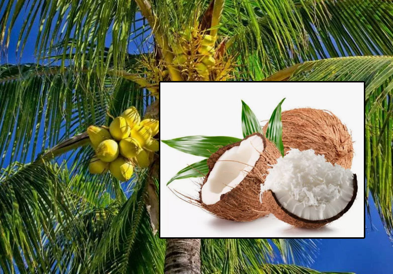 Кокосовая стружка МЕДИУМ (MEDIUM)< Кокосовая стружка МЕДИУМ (MEDIUM)<