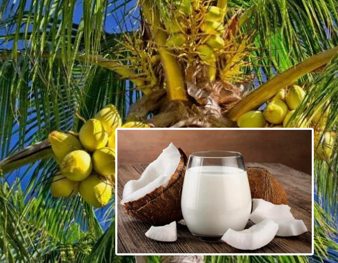 Сухие кокосовые сливки для кофе < Сухие кокосовые сливки для кофе <
