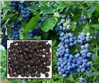 Черника садовая &lt