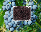 Черника садовая &lt