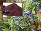 Черника садовая &lt