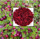 Клюква садовая &lt