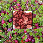 Клюква садовая &lt