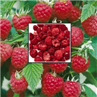 Малина сублимированная &lt