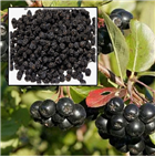 Рябина черноплодная &lt