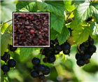 Смородина черная &lt