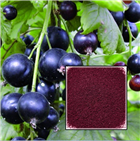 Смородина черная &lt